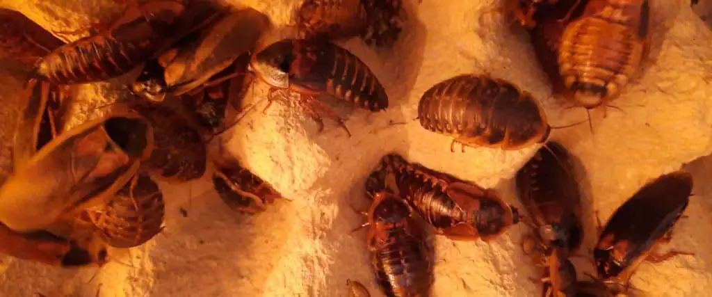 How to breed dubia roaches