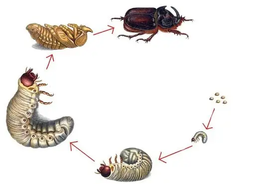 Beetle life-cycle