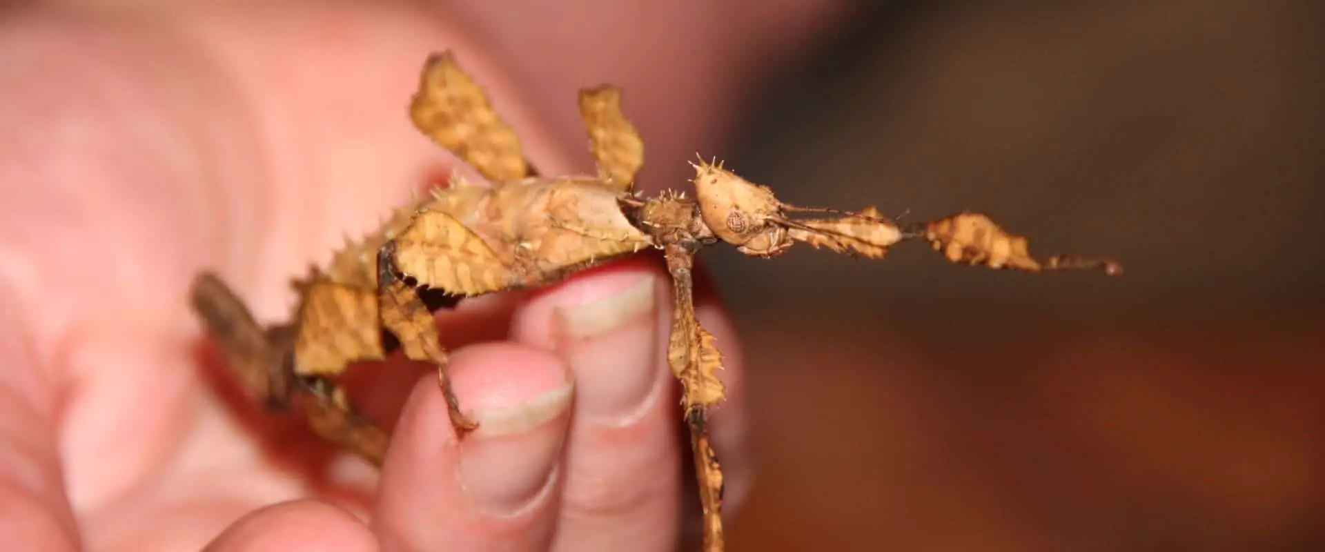 Giant Prickly Stick Insect: Practical Care Guide | Keeping Bugs