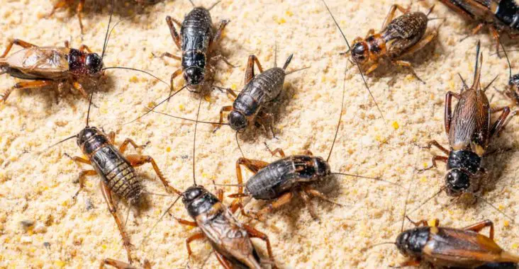 Crickets in industrial farm and gut-loading