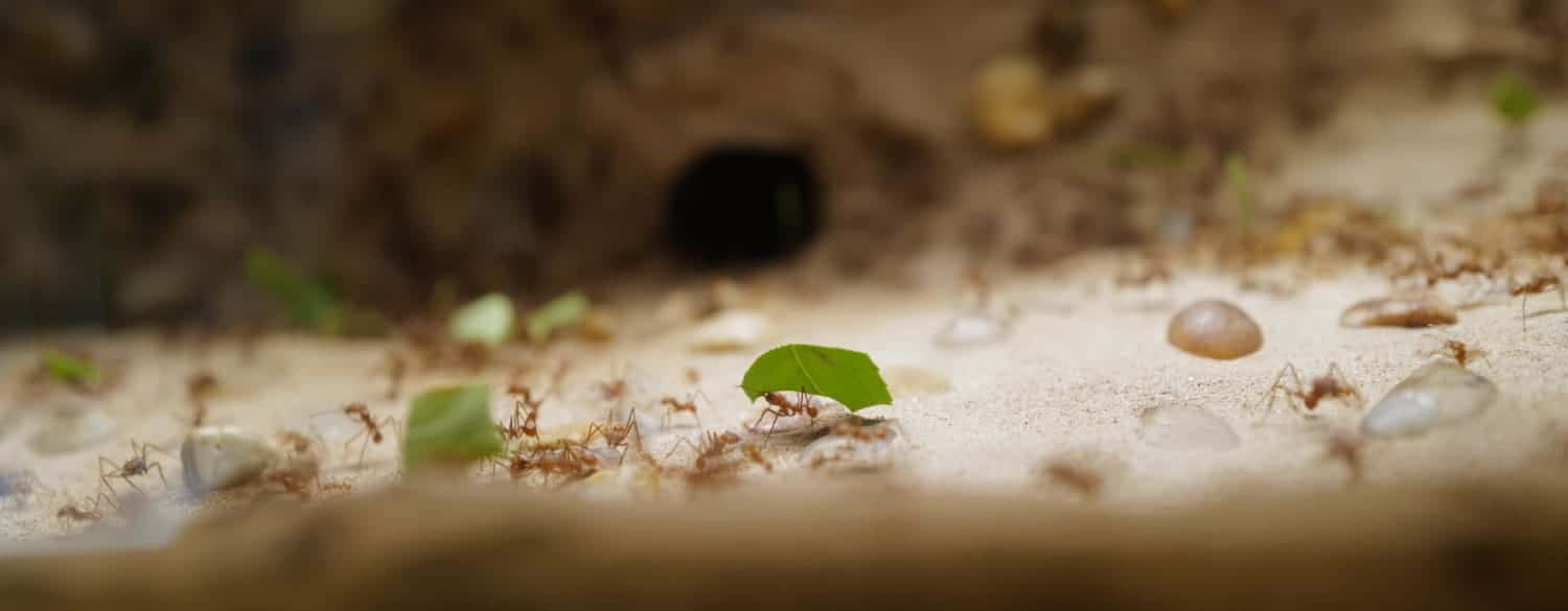 Keeping an ant colony as pet Keeping an ant colony as pet