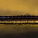 How much does a millipede cost?