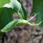 Leaf insect Phyllium philippinicum Care Guide