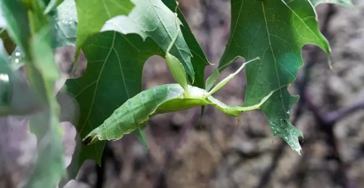 Leaf insect Phyllium philippinicum Care Guide