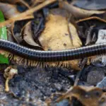 Substrate for millipedes: What you should know