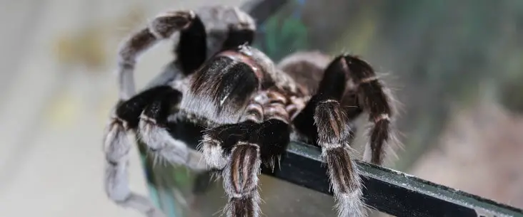 Can tarantulas climb glass?