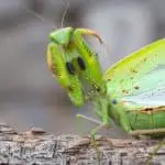 Can praying mantis fly? And more on praying mantis wings!