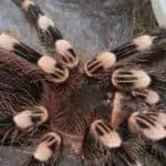 How to clean a tarantula enclosure