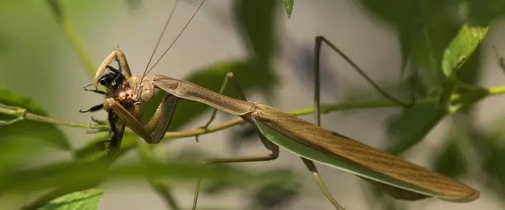 Food and feeding of praying mantis: A practical guide