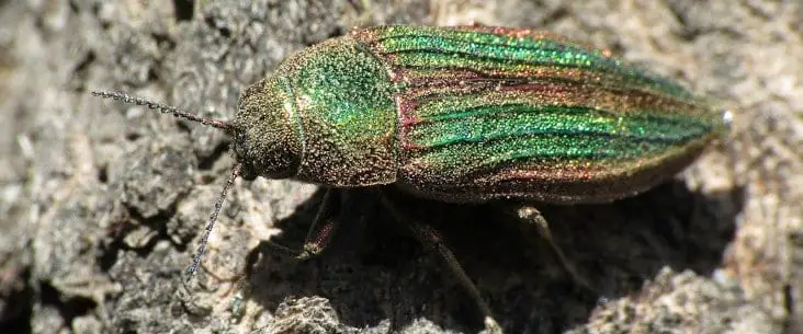 Golden Buprestid: one of the longest living insect known