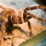 Are tarantulas dangerous pets?