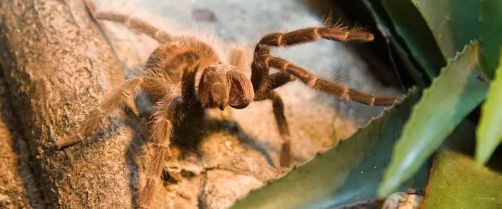 Are tarantulas dangerous pets?