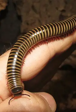 Live Florida Ivory Chicobolus spinigerus Millipede These can be feeders or pets 