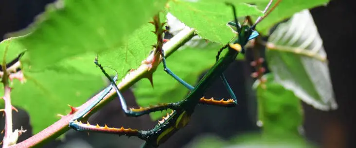 Can you keep different stick insect species together?