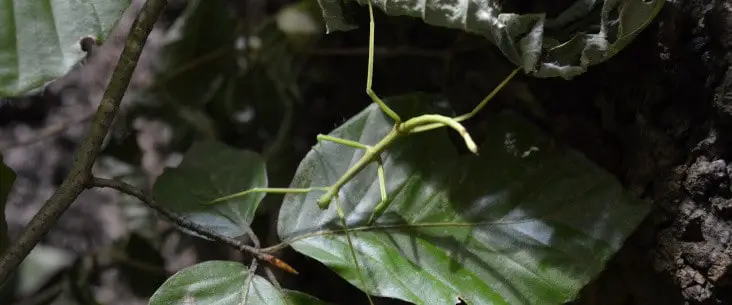How much do stick insects cost?