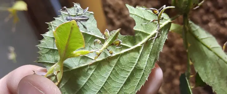 Leaf insect nymphs