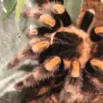 Do tarantulas drink water
