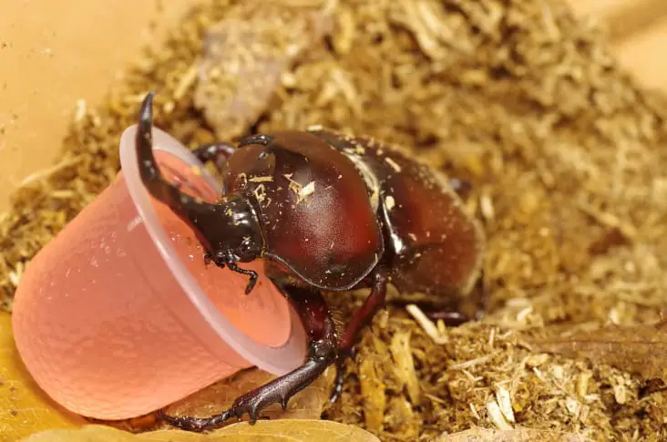 homemade-beetle-jelly-recipe