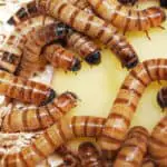 A group of super worms are eating a potato while in their habitat of oats.