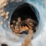 Do tarantulas sleep?