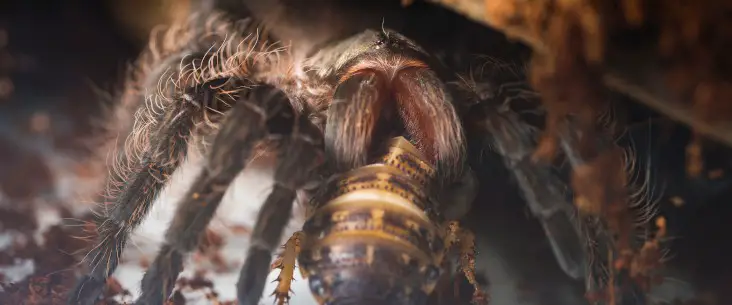 How do tarantulas catch their prey
