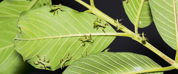 The life cycle of stick insects and leaf insects