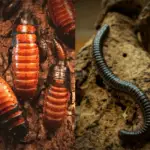 Important questions before buying pet insects