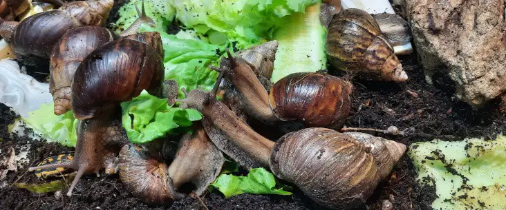 Giant African Land Snails Care Guide