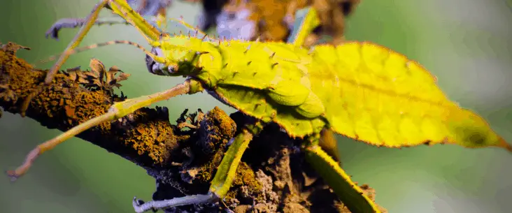 The beautiful jungle nymph is a large stick insect species