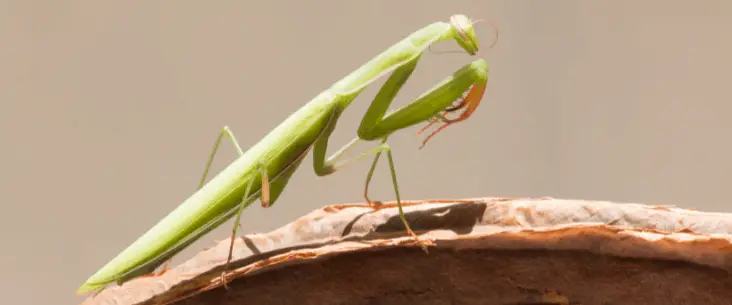 Does a praying mantis need a substrate